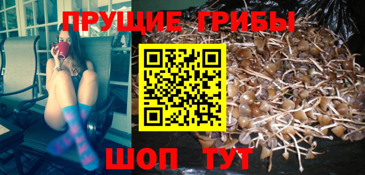 Кольчугино  Псилоцибиновые грибы GOLDEN TEACHER  Вход с VPN 